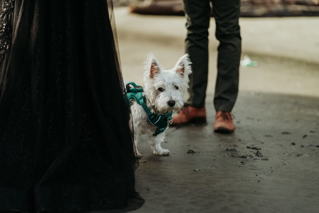 couples dog on a beach during their elopement